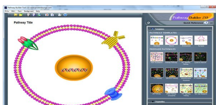 PathwayBuilderTool(信号通路作图软件)截图2