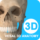 维萨里3D解剖